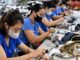 Trabalhadoras vietnamitas em fábrica têxtil usando máscaras, costurando peças de roupa.